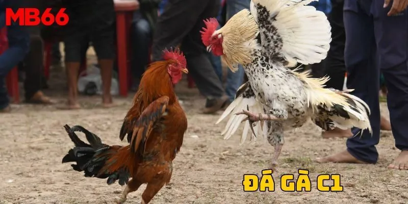Tổng quan về sảnh cược đá gà C1 tại MB66