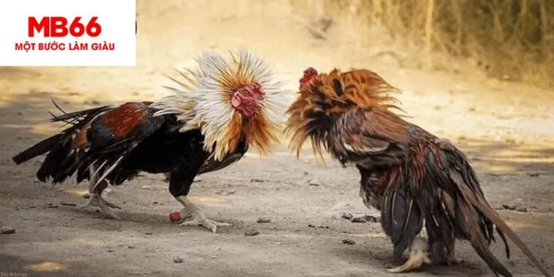 Các hình thức cá cược tại sảnh Đá gà C1 MB66.