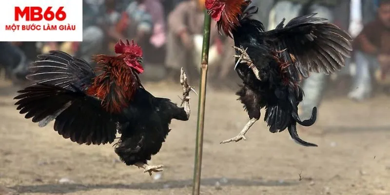 Giới thiệu về đá gà Campuchia