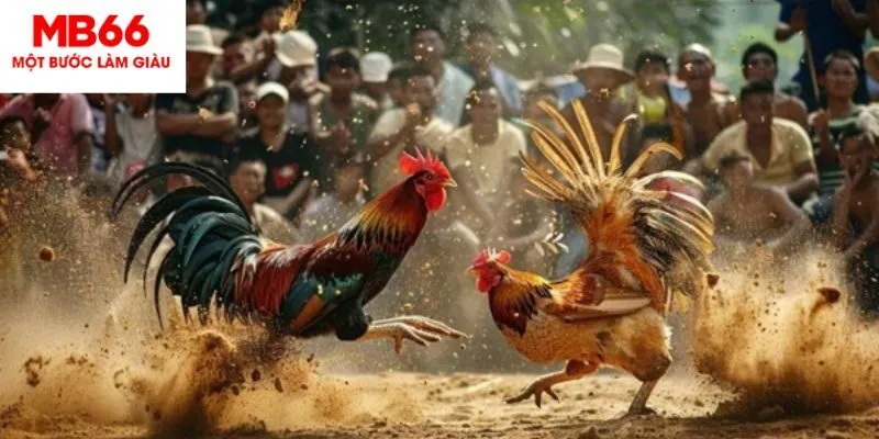 Hướng dẫn theo dõi Đá gà Campuchia MB66