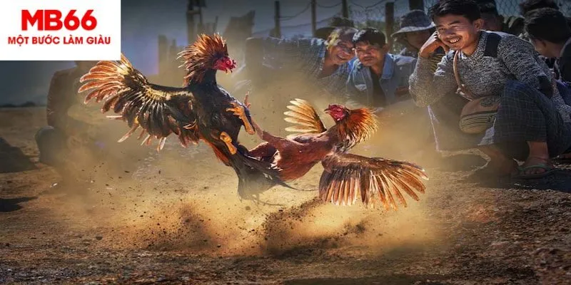 Chiến lược chơi đá gà Campuchia thắng lớn