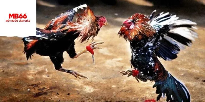 Yếu tố nổi bật khi tham gia đá gà Thomo MB66