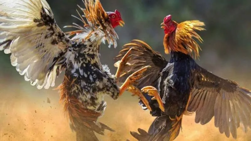 Giới thiệu về đá gà cựa dao MB66