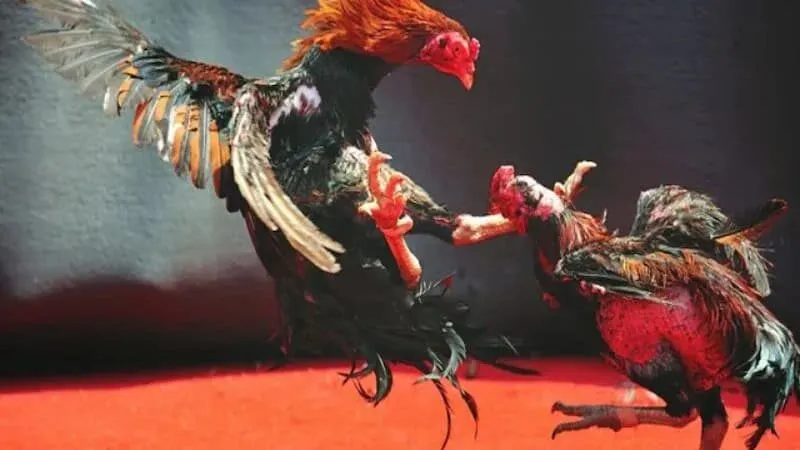 Vì sao bạn nên tham gia chơi đá gà cựa dao MB66?