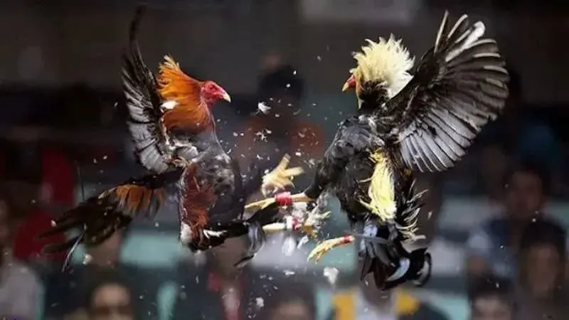 Mẹo chơi đá gà cựa dao MB66 đỉnh cao