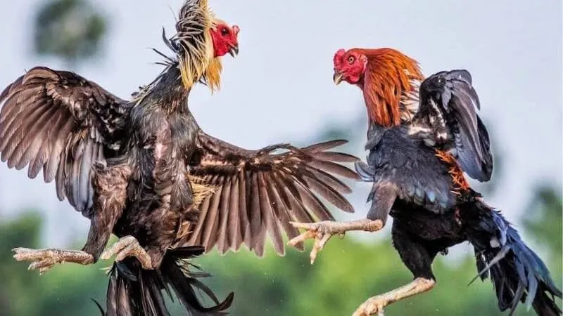 Những lý do bạn nên tham gia chơi đá gà Peru MB66